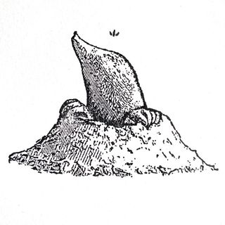 Taupe D.Motoike / モトイケ